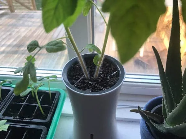 Botanium hydroponic self-watering pot