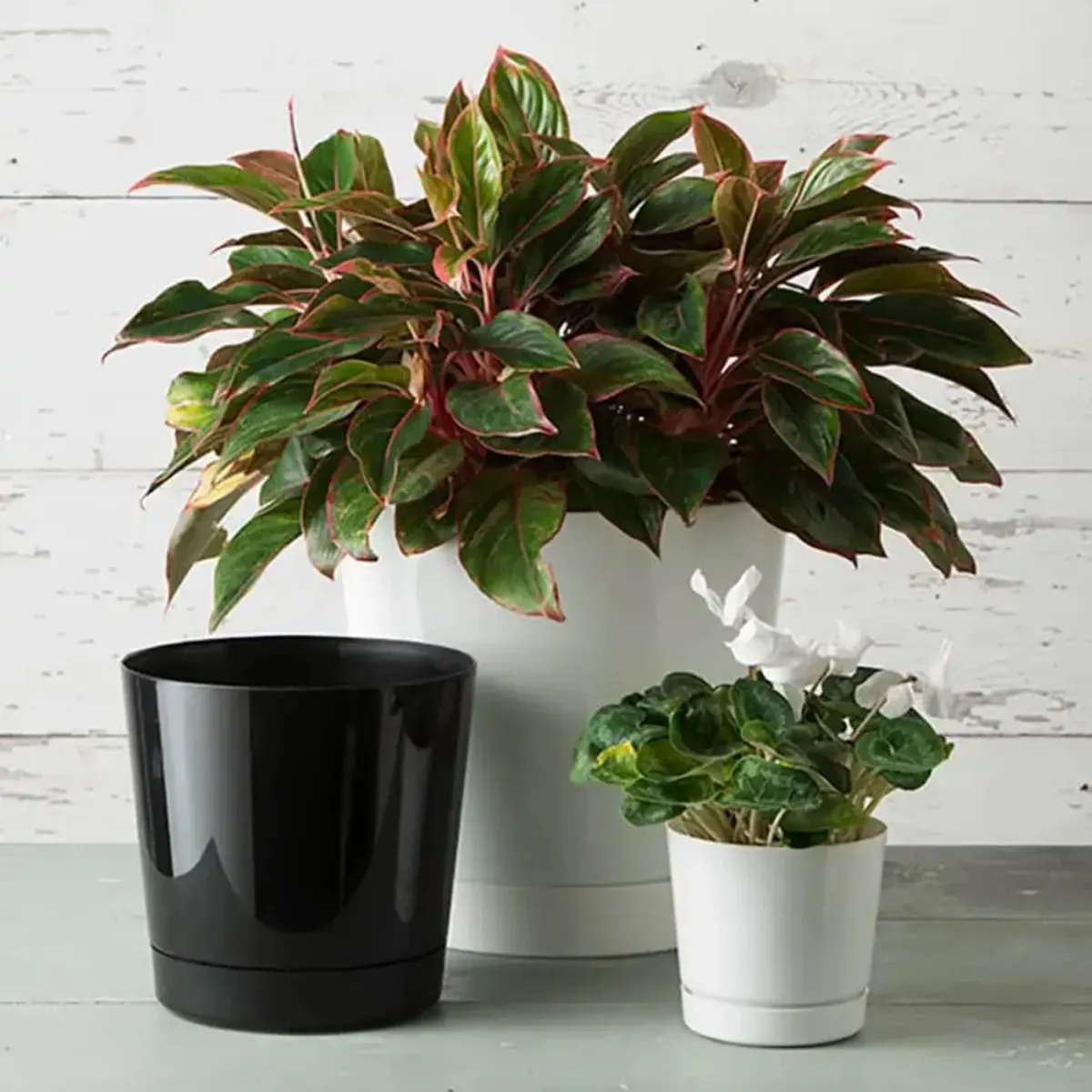 Novelty Cylinder terra pot