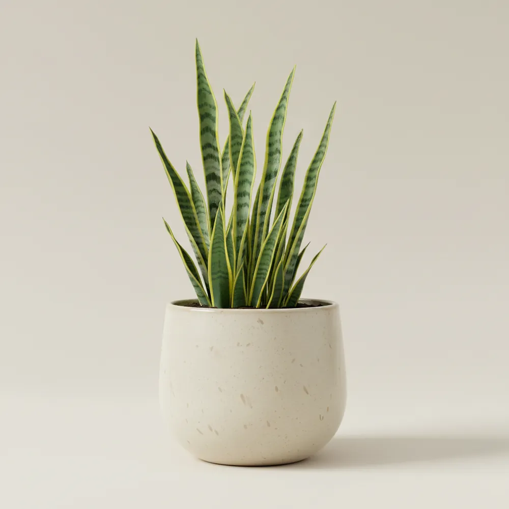 Scheurich Jette Glazed Planter